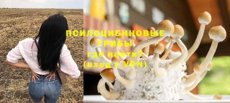 Псилоцибиновые грибы Psilocybe  Боровичи 